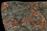 Silurian Fossil Crinoid (Scyphocrinites) Plate - Morocco #148555-1